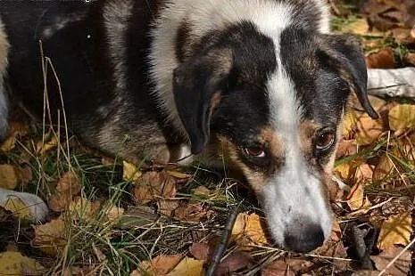Pokochaj i przygarnij  Bigosa,  śląskie Gliwice