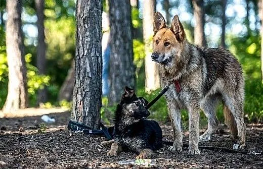 Rambo - spokojny, opanowany, cudny - spec do zadań