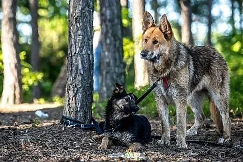 Rambo - spokojny, opanowany, cudny - spec do zadań
