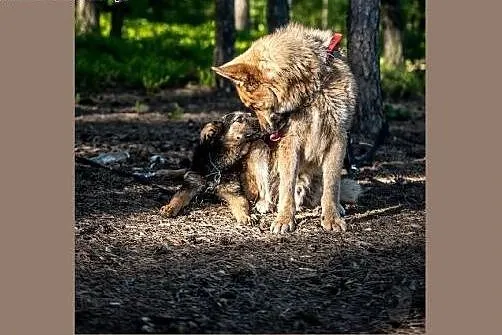 Rambo - spokojny, opanowany, cudny - spec do zadań