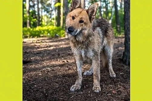 Rambo - spokojny, opanowany, cudny - spec do zadań