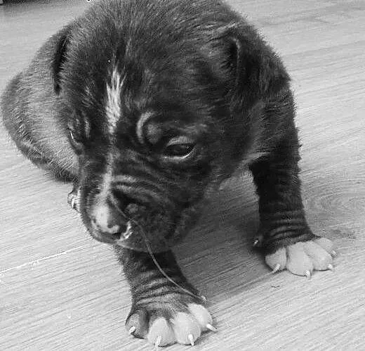 Szczeniaki suczki amstaff , mazowieckie Ciechanów