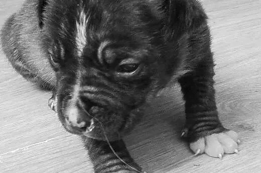 Szczeniaki suczki amstaff ,  mazowieckie Ciechanów