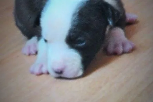 Szczeniaki suczki amstaff ,  mazowieckie Ciechanów