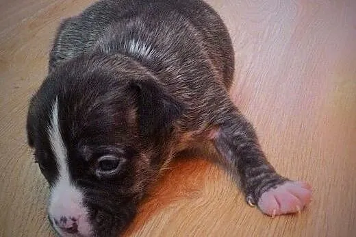 Szczeniaki suczki amstaff ,  mazowieckie Ciechanów