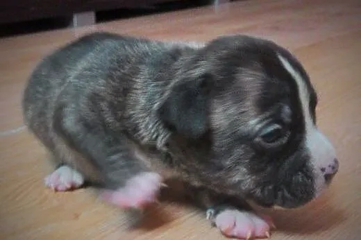 Szczeniaki suczki amstaff ,  mazowieckie Ciechanów