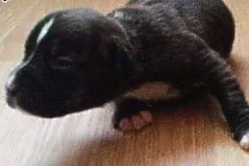 Szczeniaki suczki amstaff ,  mazowieckie Ciechanów