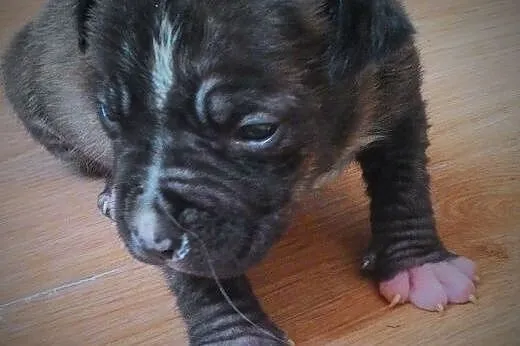 Szczeniaki suczki amstaff ,  mazowieckie Ciechanów