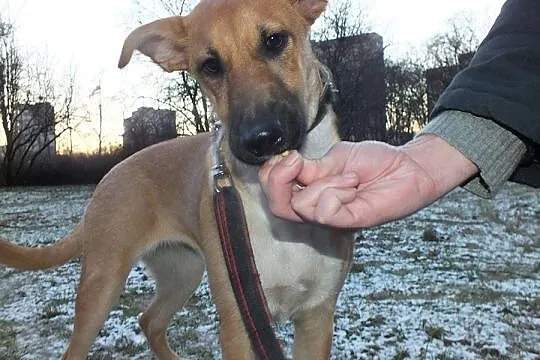 Wspaniała Lusia, 6 miesięczna suczka szuka PILNIE domu!