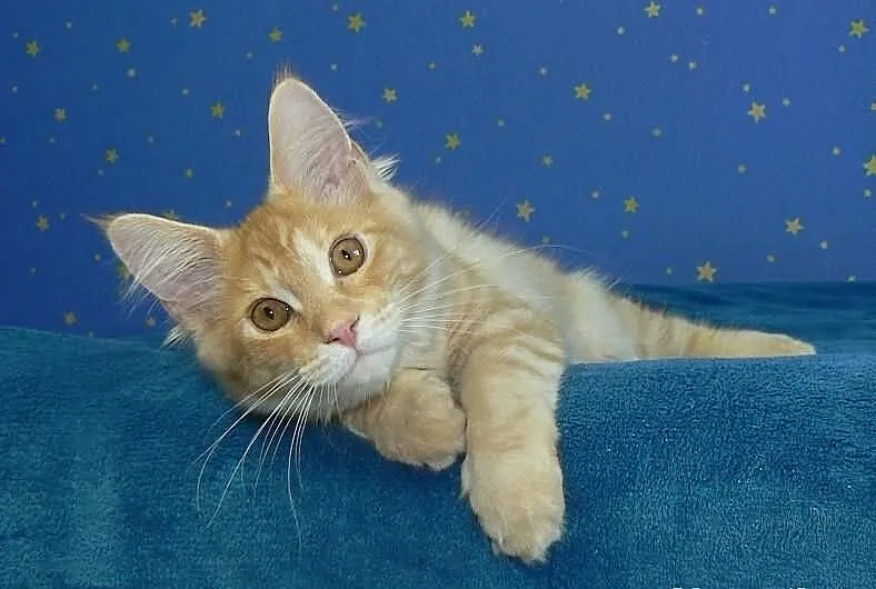 Kocurek Maine Coon