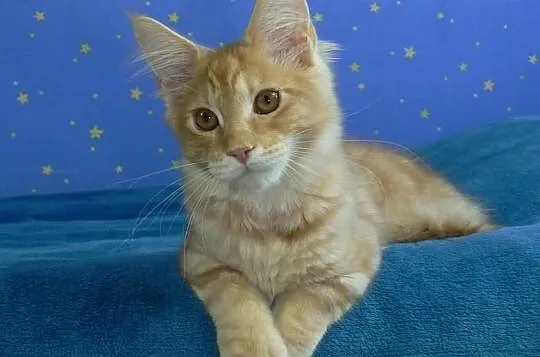 Kocurek Maine Coon