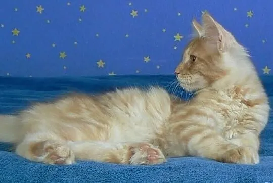 Kocurek Maine Coon