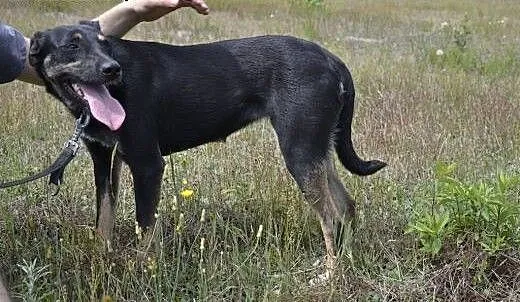 Pomóżmy Gamusi znów uwierzyć w siebie!, dolnośląs