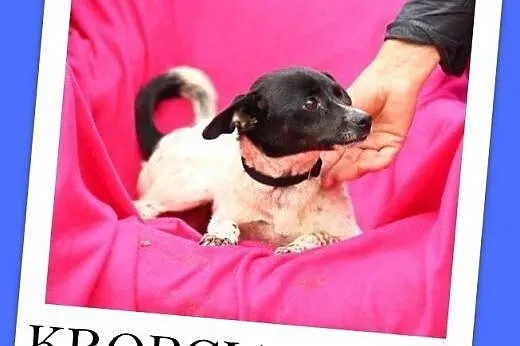 4 kg,mała,esoła,łagodna,młoda suczka KROPCIA.Adopcja,  dolnośląskie Wrocław