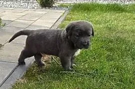 Szczenięta Cane Corso rodowodowe