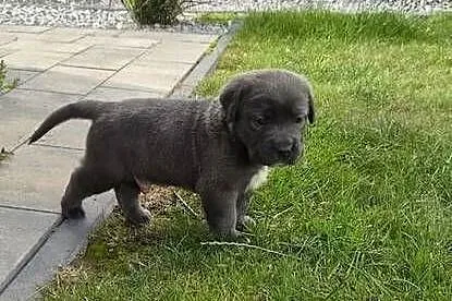 Szczenięta Cane Corso rodowodowe, Lubelskie, Bychawa