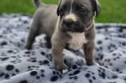 Szczenięta Cane Corso rodowodowe, Lubelskie, Bychawa