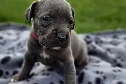 Szczenięta Cane Corso rodowodowe, Lubelskie, Bychawa