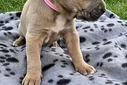Szczenięta Cane Corso rodowodowe, Lubelskie, Bychawa