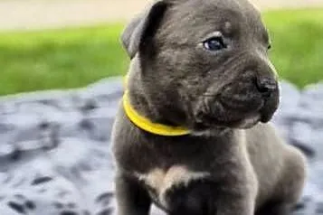 Szczenięta Cane Corso rodowodowe, Lubelskie, Bychawa