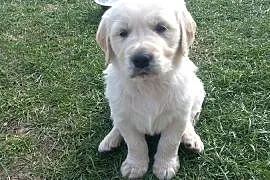 Golden Retriever szczeniaki