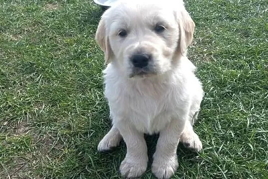 Golden Retriever szczeniaki