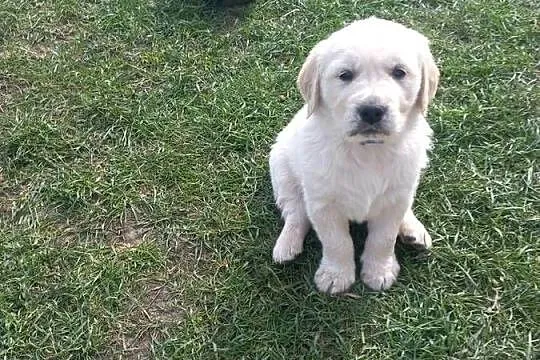 Golden Retriever szczeniaki, Lubelskie, Łaszczów