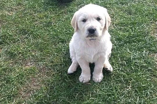 Golden Retriever szczeniaki, Lubelskie, Łaszczów