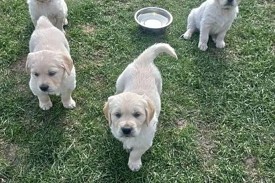 Golden Retriever szczeniaki, Lubelskie, Łaszczów