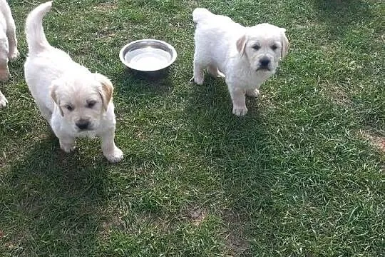 Golden Retriever szczeniaki, Lubelskie, Łaszczów