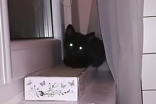 Mały kotek Czaruś szuka domu