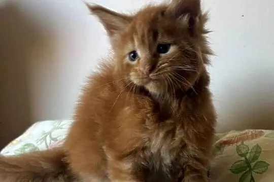 Maine Coon - Kocięta po importach !