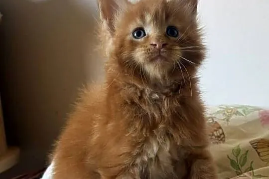 Maine Coon - Kocięta po importach !, Dolnośląskie, Wińsko
