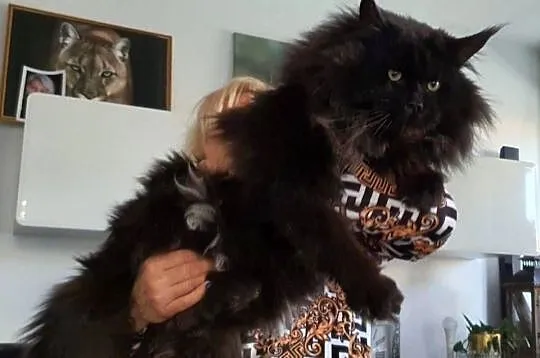 Maine Coon - Kocięta po importach !, Dolnośląskie, Wińsko