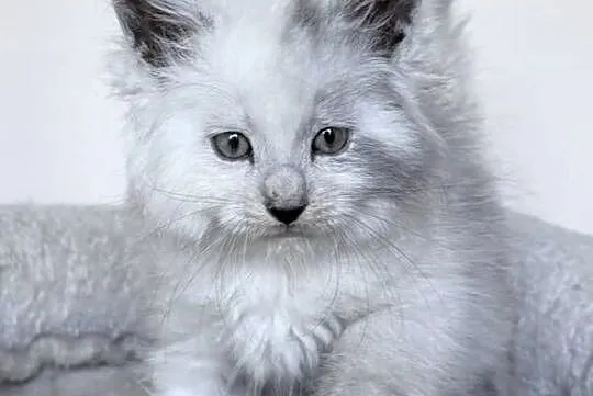 Maine Coon - Kocięta po importach !, Dolnośląskie, Wińsko