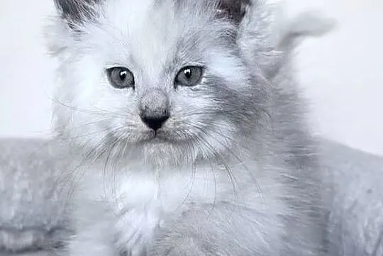 Maine Coon - Kocięta po importach !, Dolnośląskie, Wińsko