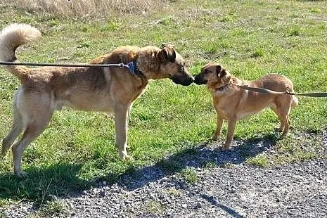 Poczciwe duże serce dużego GUSTAWA czeka! Adoptuj!