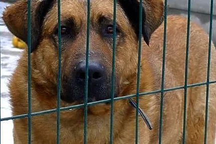 Poczciwe duże serce dużego GUSTAWA czeka! Adoptuj!