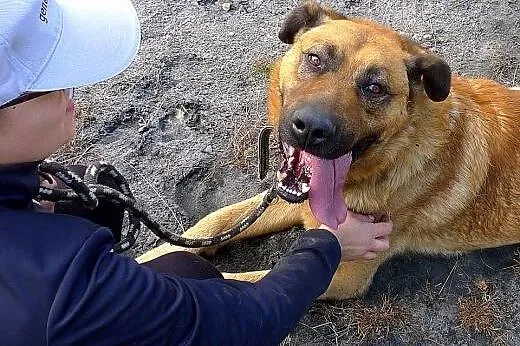 Poczciwe duże serce dużego GUSTAWA czeka! Adoptuj!