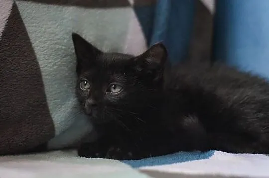Malutki Węgielek do adopcji