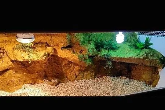 Terrarium od Egzo Systems dla gekona lamparciego żółwia greckiego