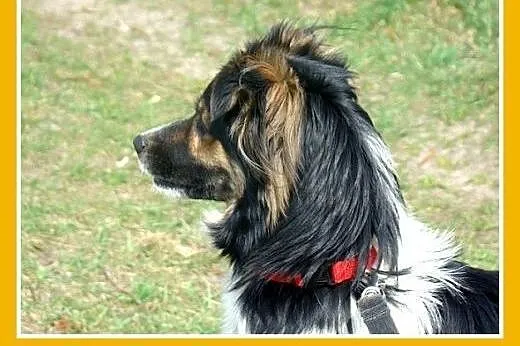 10kg,bardzo łagodny,rodzinny,grzeczny,wesoły,aktyw