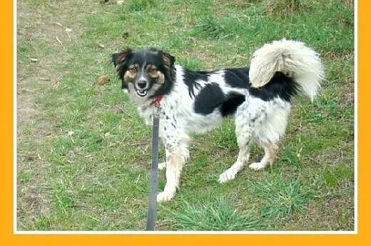 10kg,bardzo łagodny,rodzinny,grzeczny,wesoły,aktyw