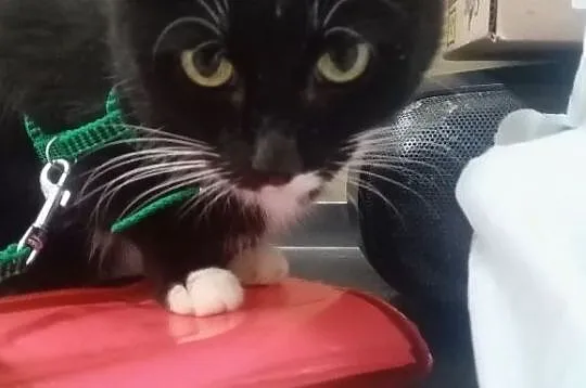 Fiona – koteczka porzucona przez opiekunów, Olsztyn