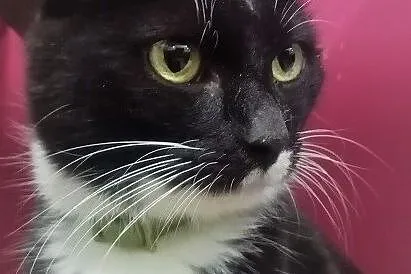 Fiona – koteczka porzucona przez opiekunów, Olsztyn
