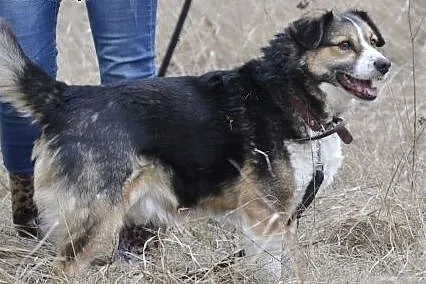 *Kolorowy wesołek w średnim wieku, daj dom Zenusio