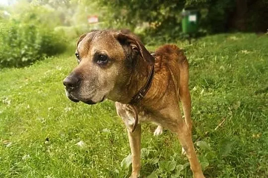 Sambor, duży piękny pies, łagodny i cudowny towarz