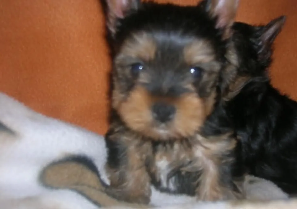 Szczeniaczki Yorkshire Terrier