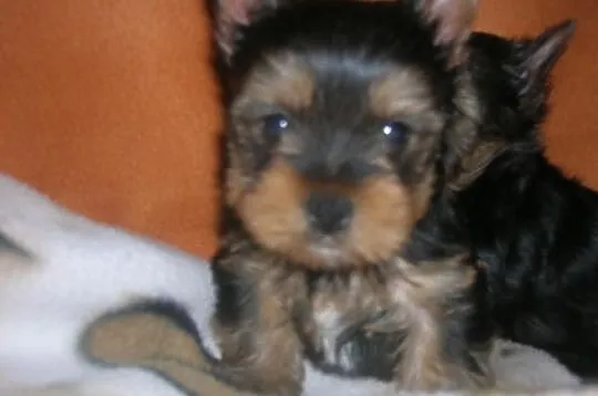 Szczeniaczki Yorkshire Terrier