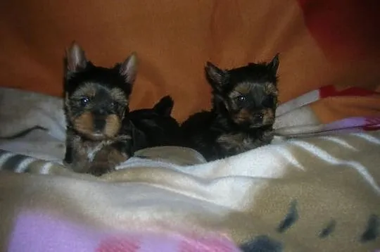 Szczeniaczki Yorkshire Terrier